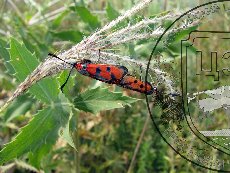 Пестрянка веселая (пестрянка лета) 002